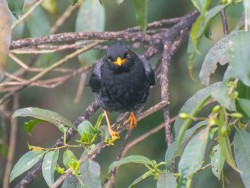 Sabi&aacute;-una - Turdus flavipes