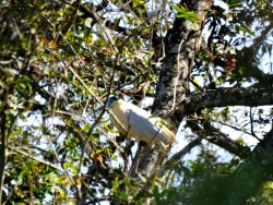 Garça-real - Pilherodius pileatus