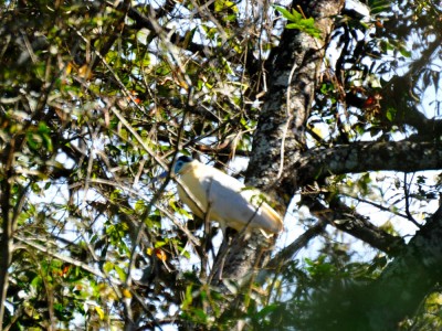 Garça-real - Pilherodius pileatus