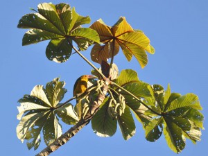 aracari-banana 1 20130608 1039521822