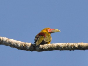 aracari-banana
