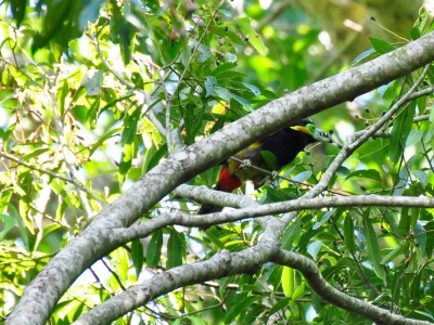 aracari-poca