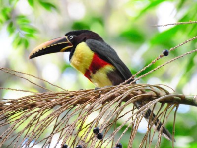 aracari2