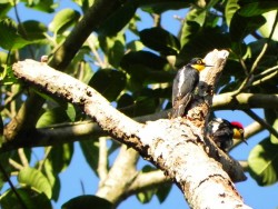 benedito-de-testa-amarela