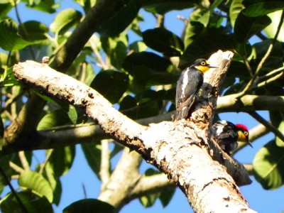 Benedito de testa amarela benedito-de-testa-amarela