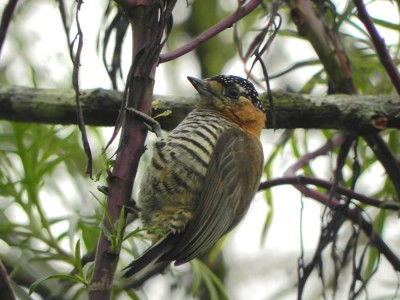 pica-pau-ano-de-coleira