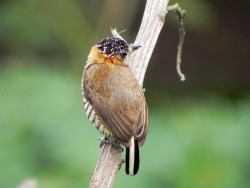 pica-pau-anao-de-coleira