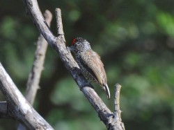 Pica-pau-anão-escamado - Picumnus albosquamatus