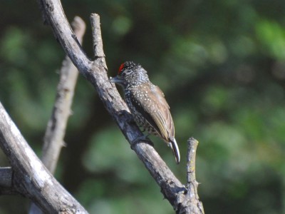 Pica-pau-anão-escamado - Picumnus albosquamatus