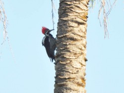 pica-pau-de-banda-branca - Dryocopus lineatus