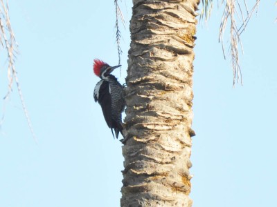 pica-pau-de-banda-branca - Dryocopus lineatus