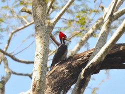 Pica-pau-de-topete-vermelho - Campephilus melanoleucos