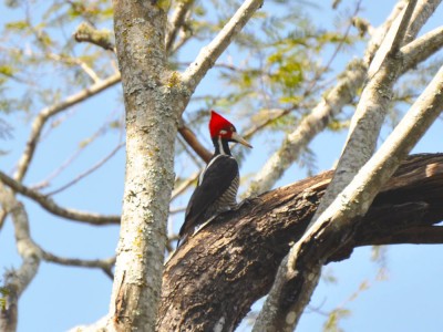 Pica-pau-de-topete-vermelho - Campephilus melanoleucos