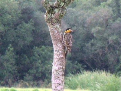 pica-pau-do-campo_20100426_1874713687