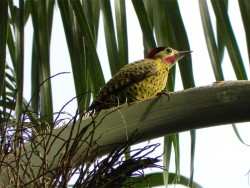 pica-pau-verde-barrado