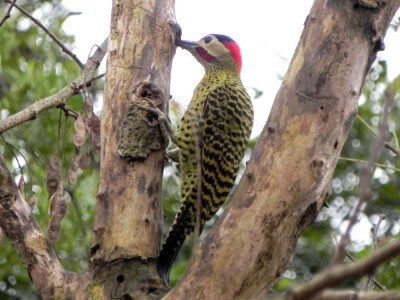 pica-pau-verde-barrado_20100618_1138999518