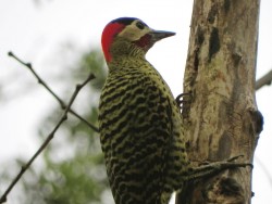 pica-pau-verde-barrado