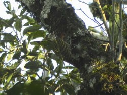 picapauzinho-verde-carijo