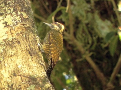 picapauzinho-verde-carijo