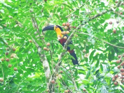 Tucano-de-bico-preto