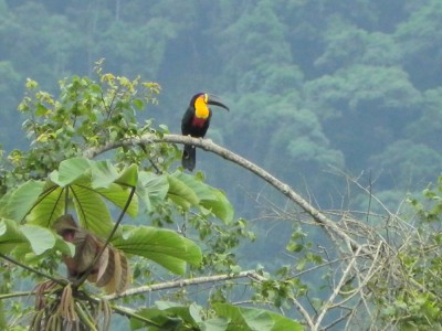 tucano-de-bico-preto