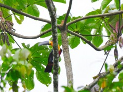 Tucano-de-bico-preto