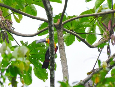 tucano-de-bico-preto