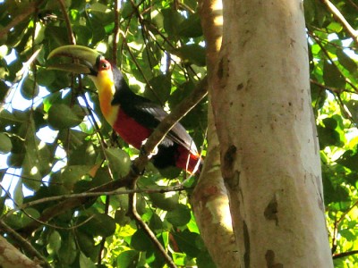 tucano-de-bico-verde_20100511_1054713745