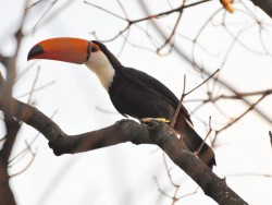 Tucanuçu - Ramphastos toco