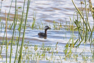 mergulhao-orelha-branca