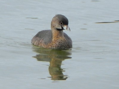 mergulho-caador_20100712_1620125721