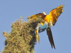 Arara-canindé - Ara ararauna