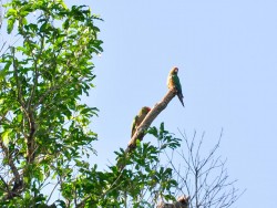 jandaia-de-testa-vermelha