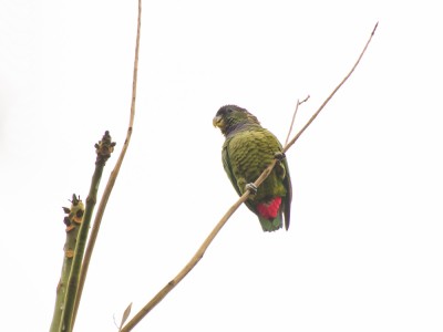 Maitaca-verde - Pionus maximiliani