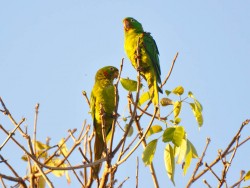 Periquitão-maracanã - Aratinga leucophthalma