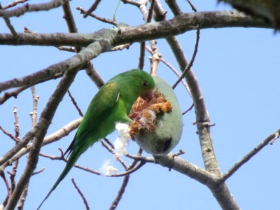 periquito-comum_20100516_1433217996