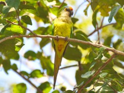 Periquito-rei - Aratinga aurea