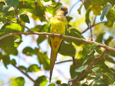 Periquito-rei - Aratinga aurea