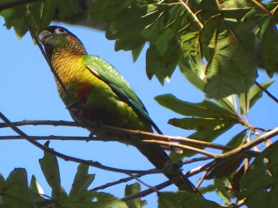 tiriba-de-testa-vermelha