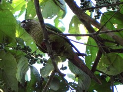 tiriba-de-testa-vermelha