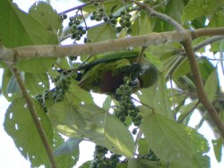 tiriba-de-testa-vermelha