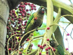 tiriba-de-testa-vermelha