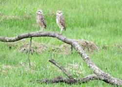 coruja-buraqueira
