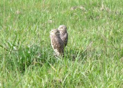 coruja-buraqueira