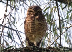 coruja-buraqueira