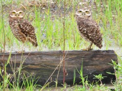 coruja-buraqueira