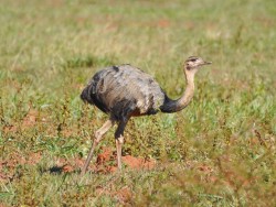 Ema - Rhea americana