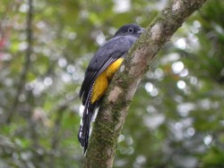 surucu-grande-de-barriga-amarela