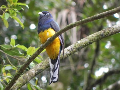 surucu-grande-de-barriga-amarela