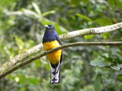 surucu-grande-de-barriga-amarela